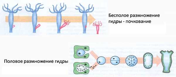 Onion ссылки даркнет